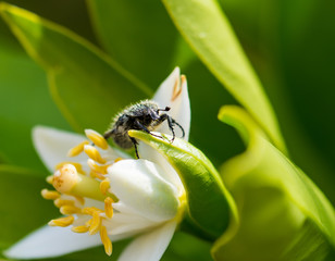 Hairy beetle on a white orange blossom