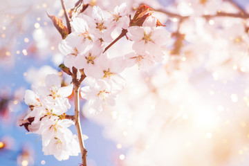 Close up photo of cherry blossoms brunch.