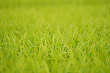 Green rice paddy field background.Green natural pattern rice field in summer.