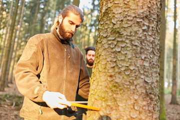 Forstwirt measures log diameter of tree
