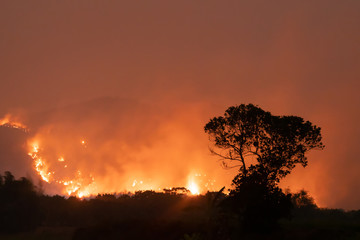 Forest Fire at Night.Wildfire burning forest trees in the mountain.Wildfire caused by humans.