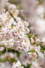 Blooming white sakura cherry blossom flowers close-up