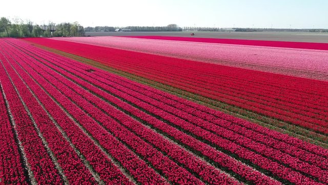 Prachtvolle Tulpenfelder in den Niederlanden aus der Luft gefilmt