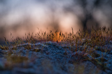 Moos auf einer Mauer im Abendrot mit verschwommener orangener Sonne im Hintergrund