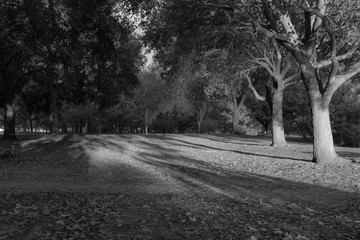 Park South Tampa, Florida in Black and White, peaceful stay away from everyone