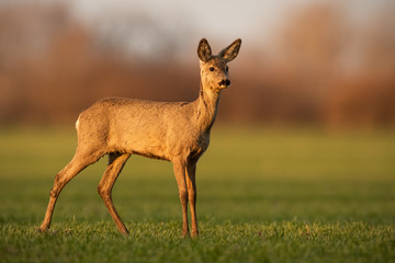 Innocent roe deer, capreolus capreolus, doe looking aside from side view on sunny spring evening. Adorable female wild animal on a green wheat field with copy space.