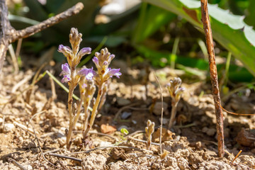 Young spring sprouts with purple flowers in garden or forest.