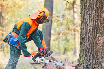 Lumberjack in protective clothes sawing tree trunk