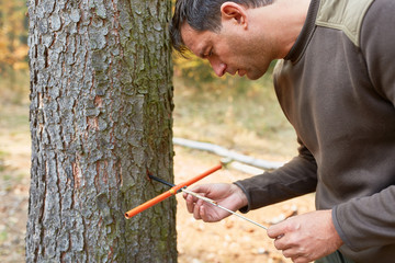 Forester with growth drill on the tree