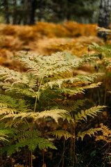 Ferns in the forest from the nature