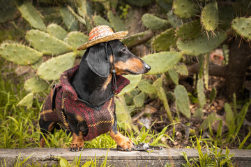 Adorable dachshund in national mexican costume with straw sombrero hat sits on grass in thicket of prickly pear cactus. Fashionable carnival outfits for pets. Adventure dog travels to exotic countries
