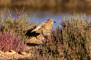 Water thick knee, bird beside the river