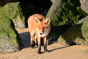 Beautiful portrait a fox that hunts and lives on the dam along the beach of the North Sea. The photo was taken in the ijmuiden netherlands under the smoke of the steel factory