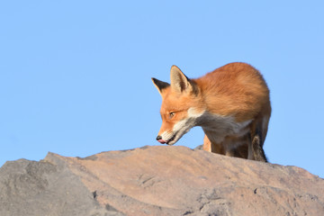 Nice portrait of the head of a fox that on top of the boulders with a beautiful blue sky overlooking the beach of the North Sea.
The photo was taken in the Ijmuiden, Netherlands.

