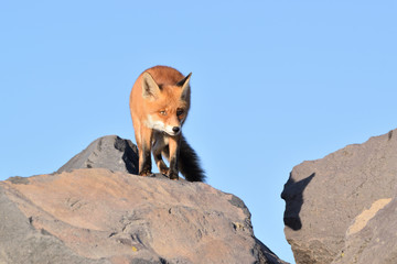 Nice portrait of the head of a fox that on top of the boulders with a beautiful blue sky overlooking the beach of the North Sea.
The photo was taken in Ijmuiden, Netherlands.
