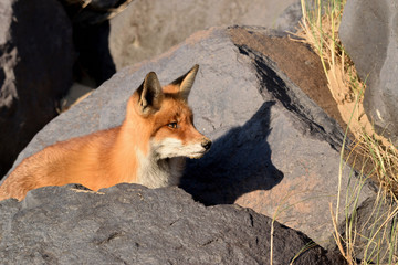 Beautiful portrait of the head of a fox that looks out over the boulders over the beach of the North Sea. he looks The photo was taken in the ijmuiden netherlands under the smoke of the steel factory