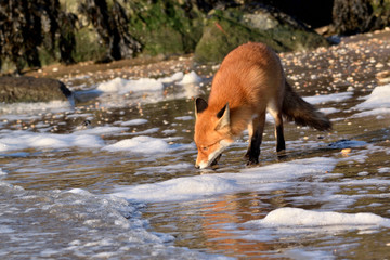 Beautiful portrait a fox that hunts and lives on the dam along the beach of the North Sea. The photo was taken in the ijmuiden netherlands under the smoke of the steel factory