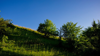 Obraz premium Meadow covered with green grass and trees on a hillside in the evening, countryside.