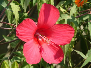 Red hibiscus flower detail in sunny summer day