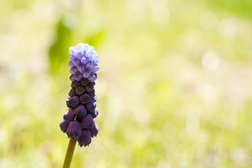 Close up of a Muscari flower. Detailed image of this two toned flower. Bokeh background. Landscape orientation. Background resource.