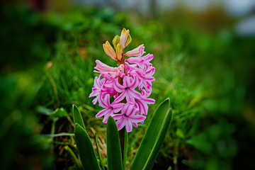 Obraz premium Blooming hyacinth flowers on a green grass background.