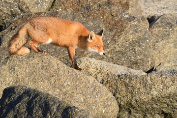 Beautiful portrait a fox that hunts and lives on the dam along the beach of the North Sea. The photo was taken in the ijmuiden netherlands under the smoke of the steel factory