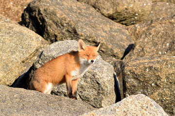 Beautiful portrait a fox that hunts and lives on the dam along the beach of the North Sea. The photo was taken in the ijmuiden netherlands under the smoke of the steel factory