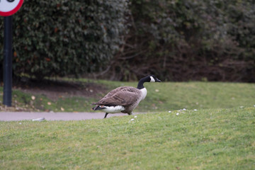 In a hurry