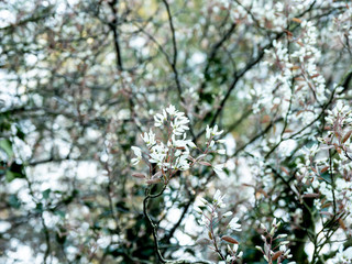OLYMPUS DIGITAL CAMERA - EARLY MORNING LIGHT