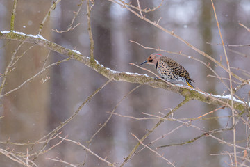 Northern Flicker woodpecker perched on snowy tree branch in forest