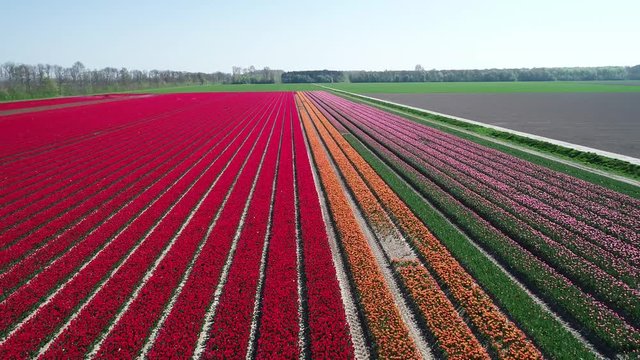 Prachtvolle Tulpenfelder in den Niederlanden aus der Luft gefilmt
