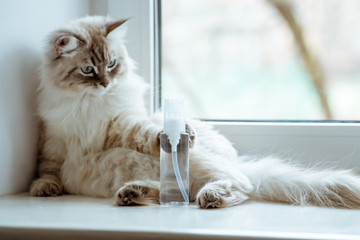 Cat playing with hand sanitizer. Selective focus on sanitazer bottle. Dual colors soft tonning