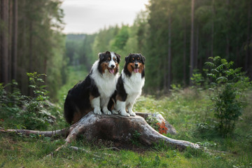 Naklejka na ściany i meble two dogs in the forest. Pet in nature at sunset. Tricolor Australian Shepherd Dog outdoors