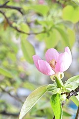 pink and white flowers of Chinese henomeles on branches of a bush