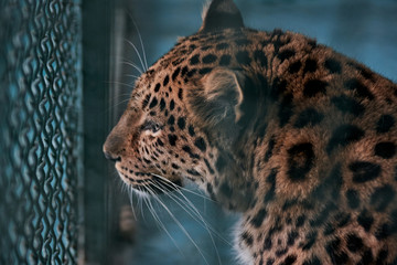 A sad leopard in a cage looks through the bars at the zoo © di_ryan