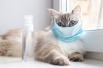 Cat wearing Medical mask and looks at hand sanitizer for protection of Coronavirus Covid19 virus selective focus on eyes
