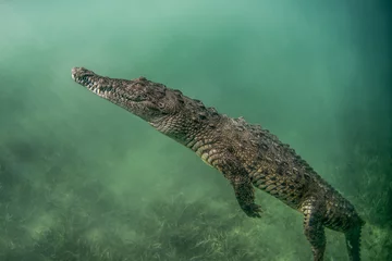 Tuinposter crocodile in the water © lorenzoragazzi