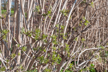 sprouting young leaves at an elder hedge