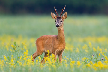 Naklejka na ściany i meble Dominant roe deer, capreolus capreolus, buck from front view on a meadow with flowers. Animal wildlife of Slovakia, Europe. Curious mammal listening attentively in wilderness.