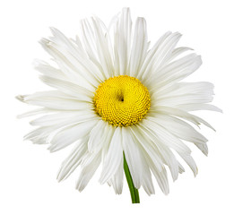 chamomile flower isolated with clipping path