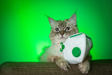Cat wearing off medical mask for after Coronavirus epidemic Covid19 virus ob green background