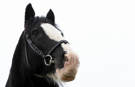 black horse head on a white background, isolated image