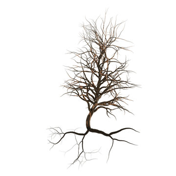 leafless tree with roots, branches and twigs (3d nature render isolated on white background)