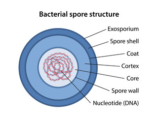 Bacterial spore structure with corresponding designations. Microbiology. Vector illustration in flat style isolated over white background. - obrazy, fototapety, plakaty