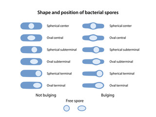 Shape and position of bacterial spores. The position of bacillus spores: central, terminal, subterminal. The shapes of bacillus spores: spherical and oval. Vector illustration in flat style - obrazy, fototapety, plakaty