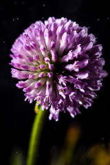 fiore