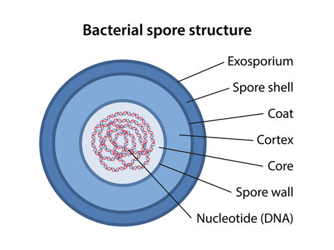 Bacterial spore structure with corresponding designations. Microbiology. Vector illustration in flat style isolated over white background.