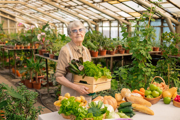Portrait of content senior woman in apron standing with box of fresh vegetables while growing it in greenhouse - obrazy, fototapety, plakaty