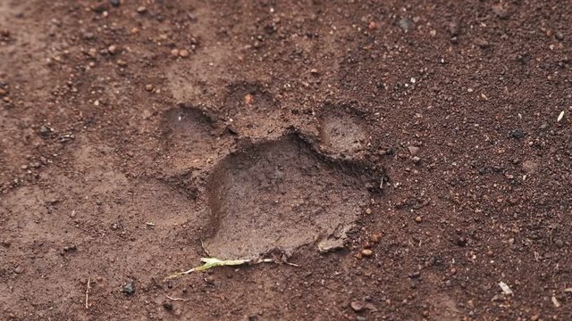 A Clear Footprint Of A Lion On A Muddy Ground Inside The Sosian Lodge In Laikipia, Kenya. -medium shot