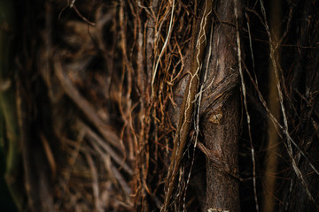 Trunks of tropical trees close-up in dense jungle. Forest.